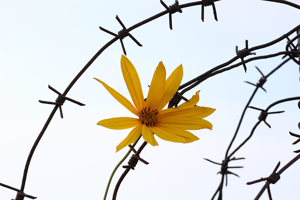 flower barbed wire 1